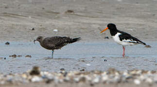 Long-tailed Jaeger