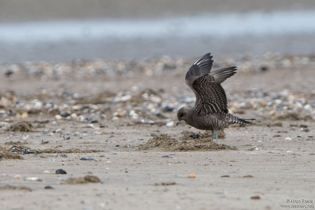 Long-tailed Jaegerjuvenile, identification