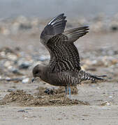 Long-tailed Jaeger