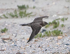 Long-tailed Jaeger