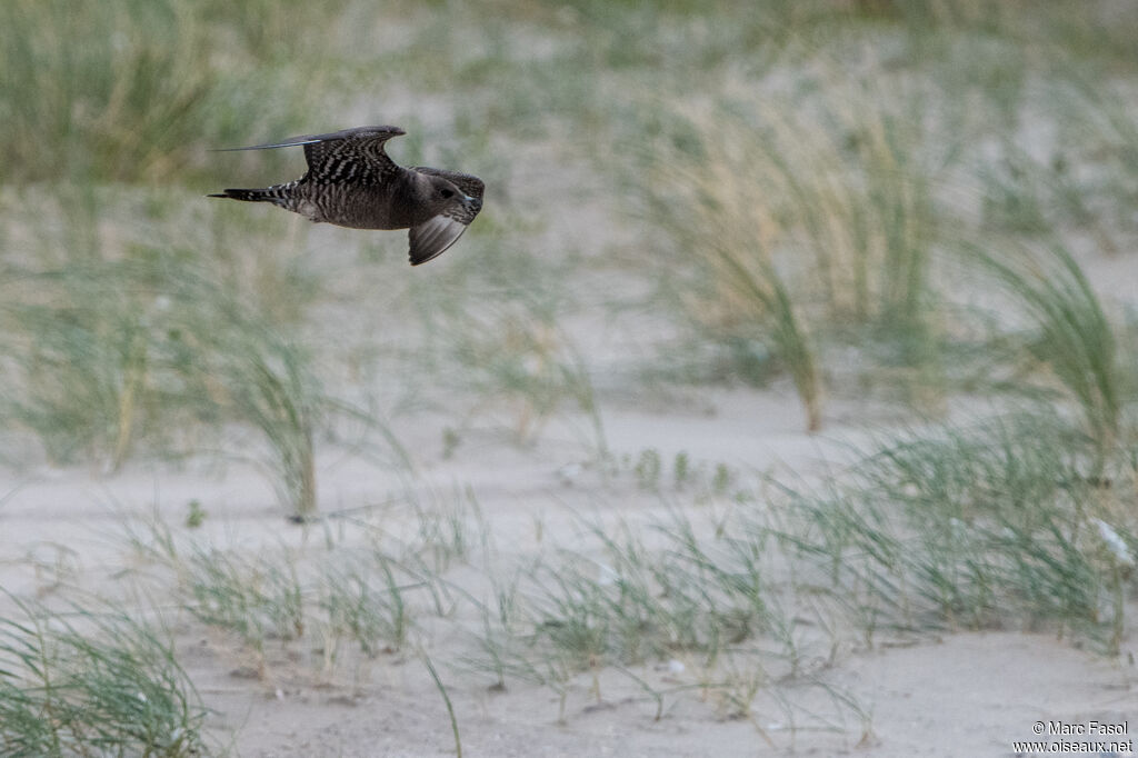 Long-tailed Jaegerjuvenile, Flight