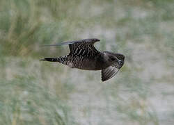 Long-tailed Jaeger