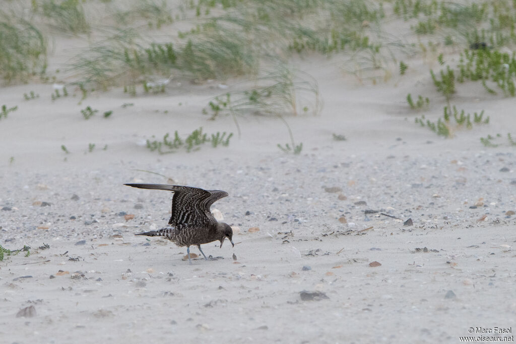 Long-tailed Jaegerjuvenile, clues