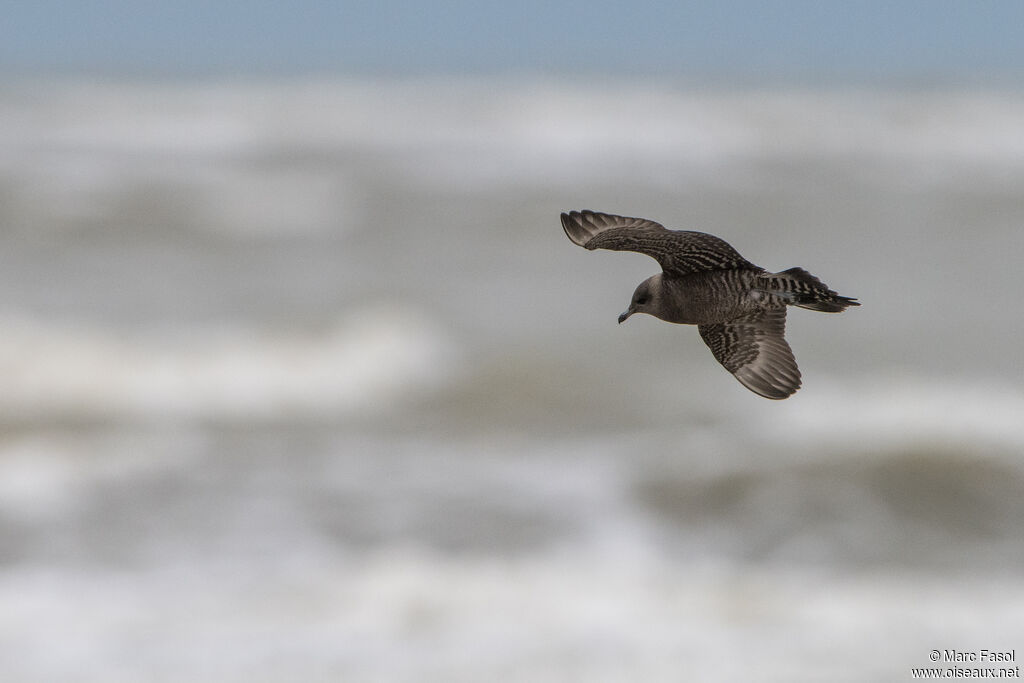 Long-tailed Jaegerjuvenile, Flight