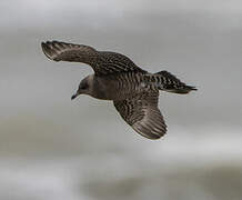 Long-tailed Jaeger