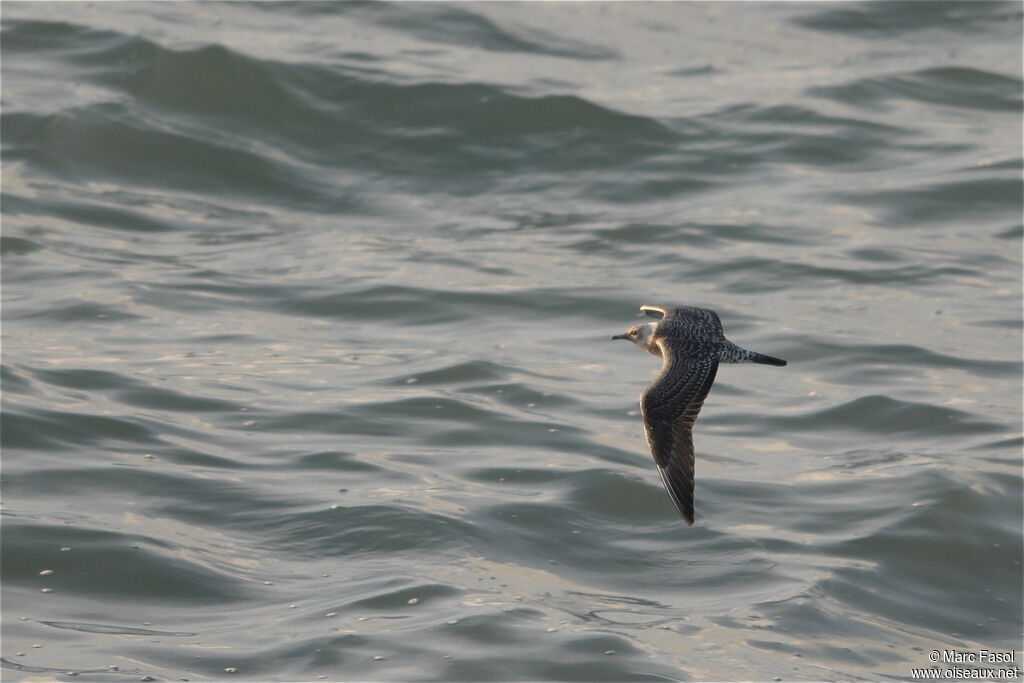 Long-tailed JaegerFirst year, Flight