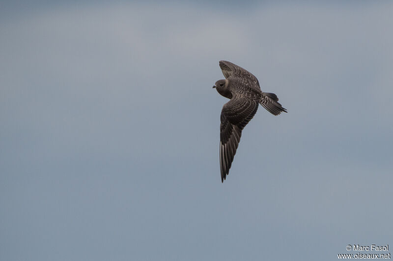 Long-tailed Jaegerjuvenile, Flight