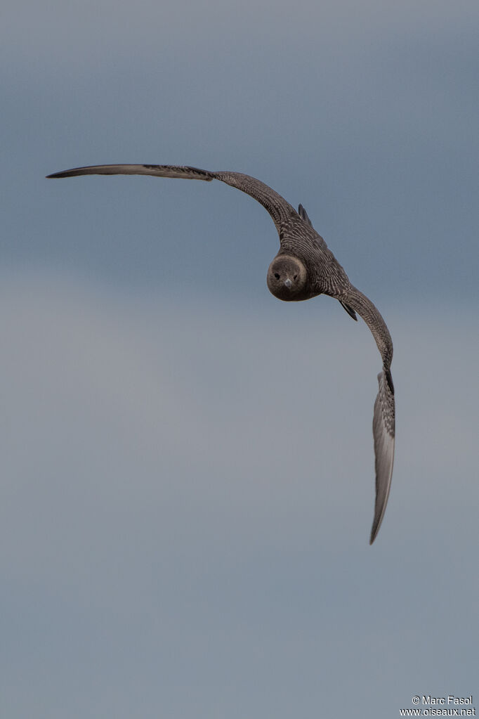 Long-tailed Jaegerjuvenile, Flight