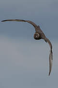 Long-tailed Jaeger