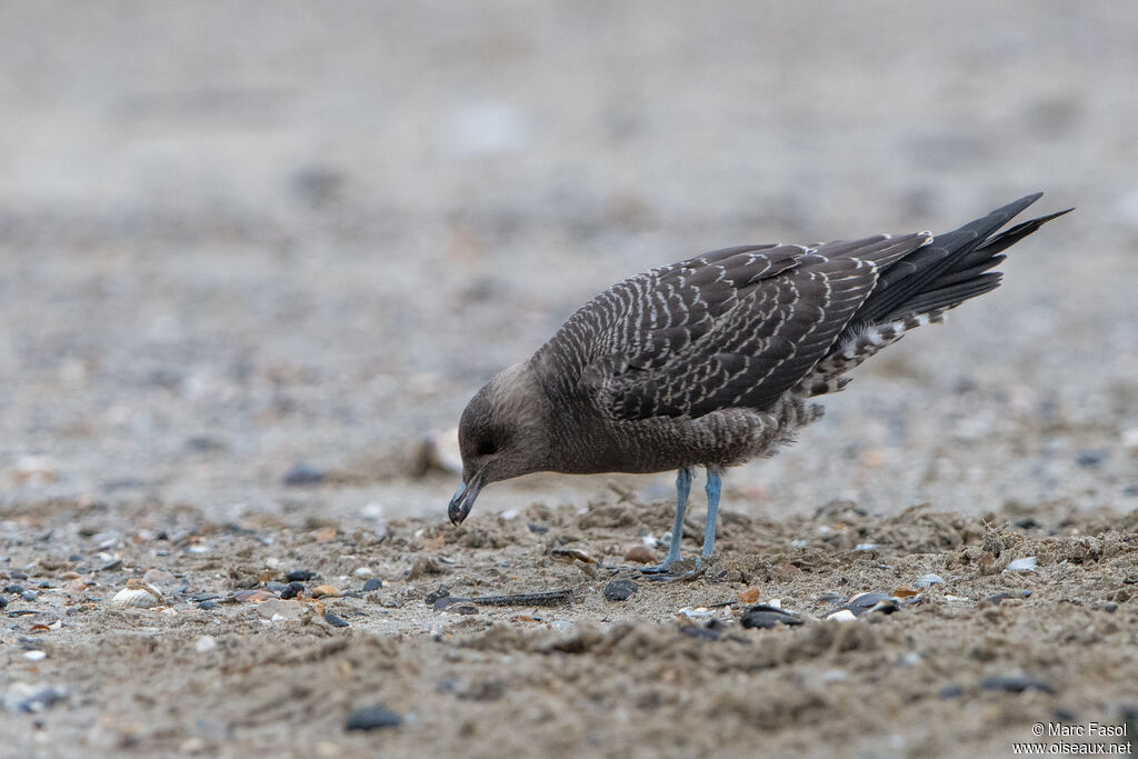 Long-tailed Jaegerjuvenile, identification, eats