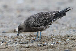 Long-tailed Jaeger