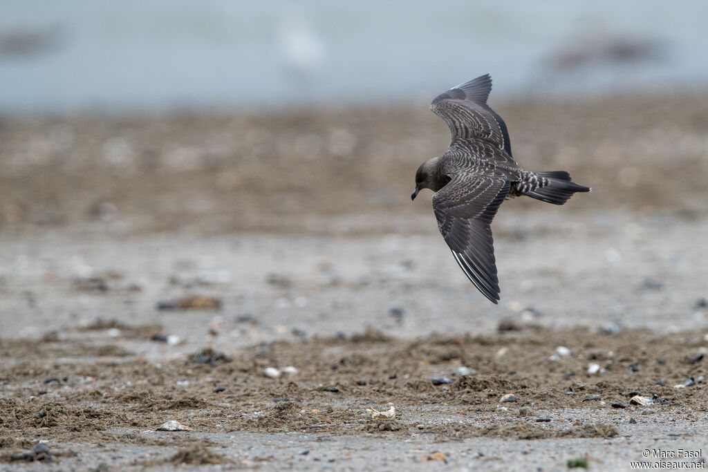 Long-tailed Jaegerjuvenile, Flight