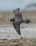 Long-tailed Jaeger