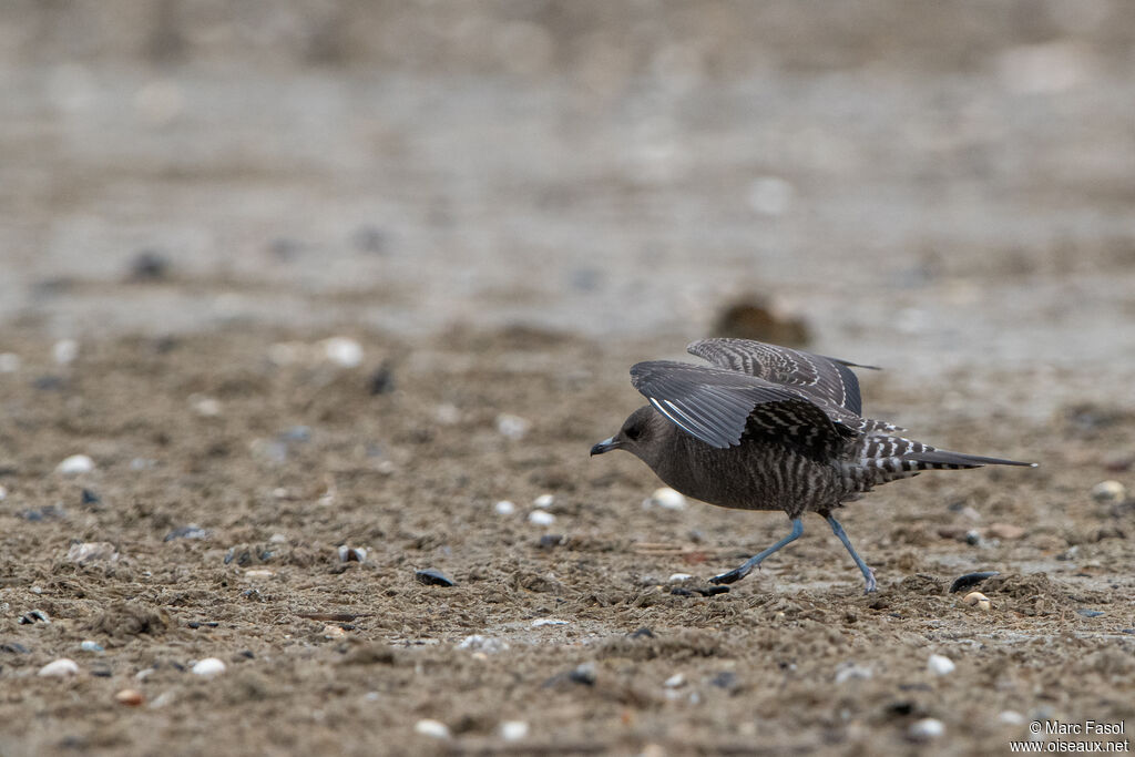 Long-tailed Jaegerjuvenile, identification, walking