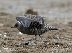 Long-tailed Jaeger