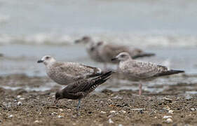 Long-tailed Jaeger