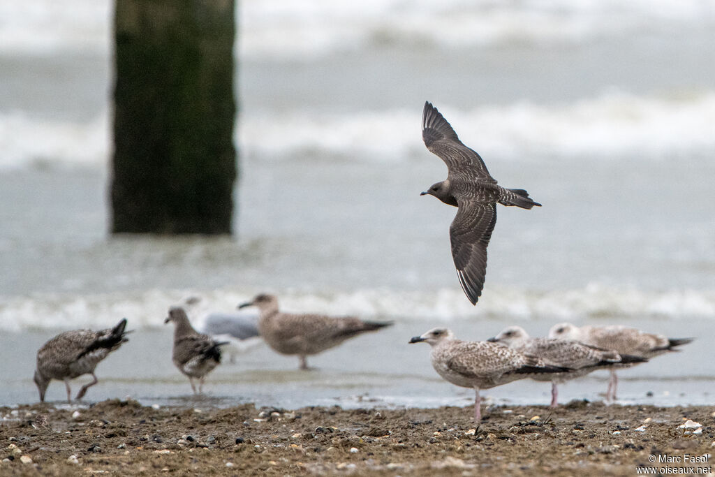 Long-tailed Jaegerjuvenile, Flight