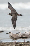 Long-tailed Jaeger