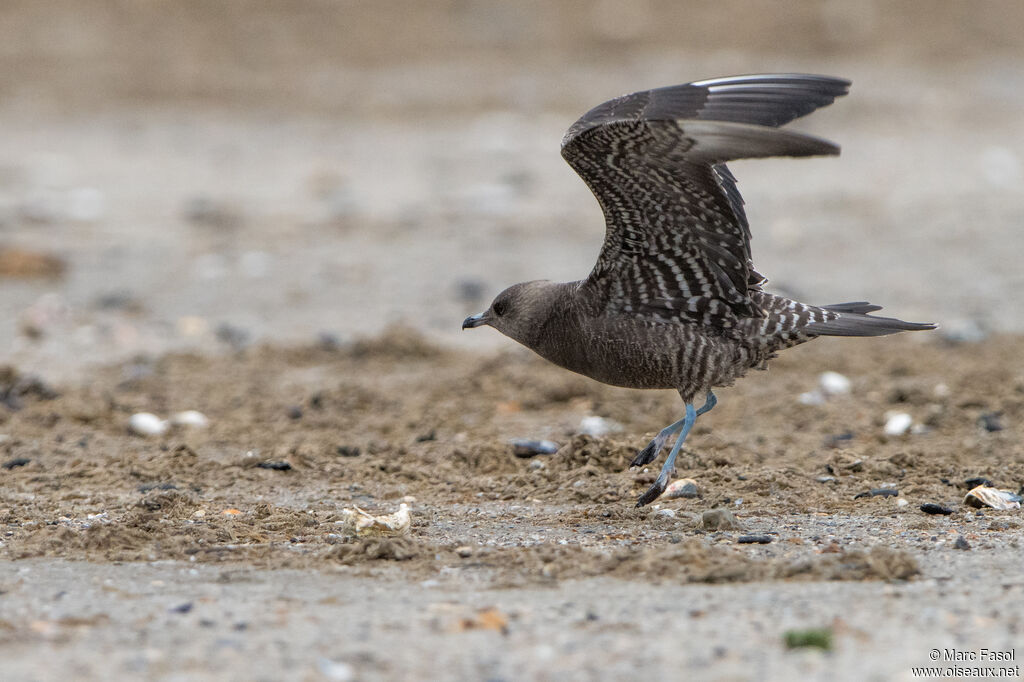 Long-tailed Jaegerjuvenile, Flight