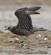 Long-tailed Jaeger