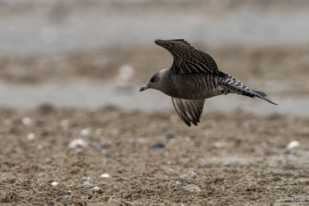 Long-tailed Jaegerjuvenile, Flight