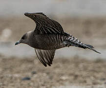 Long-tailed Jaeger