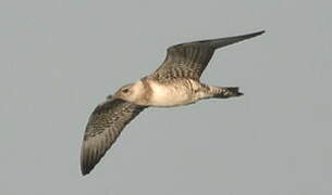 Long-tailed Jaeger