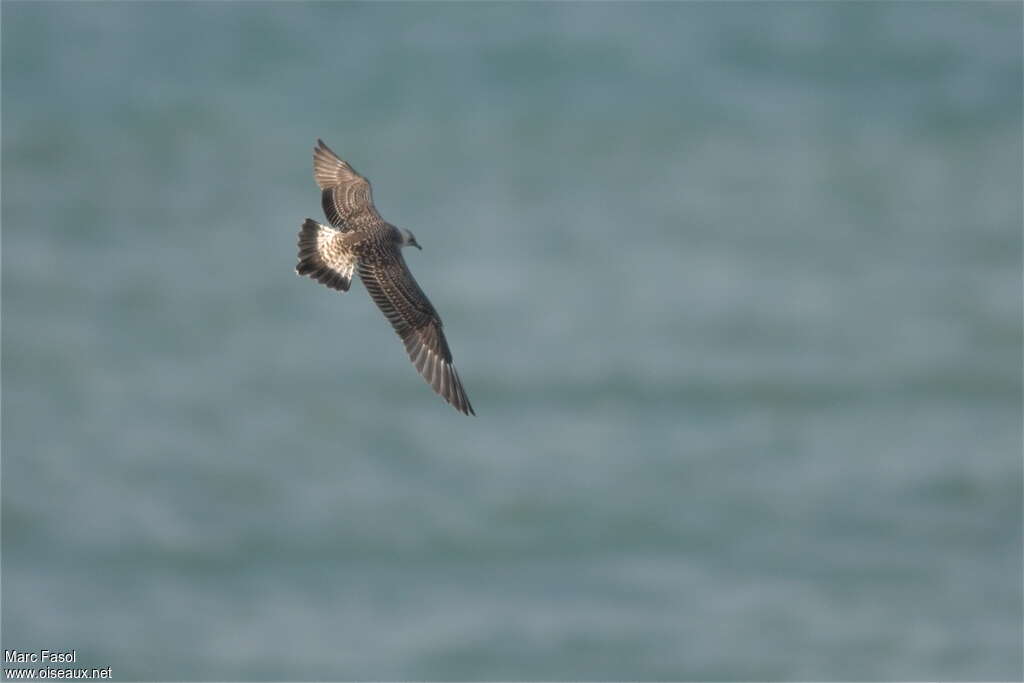 Long-tailed Jaegerjuvenile, pigmentation, Flight