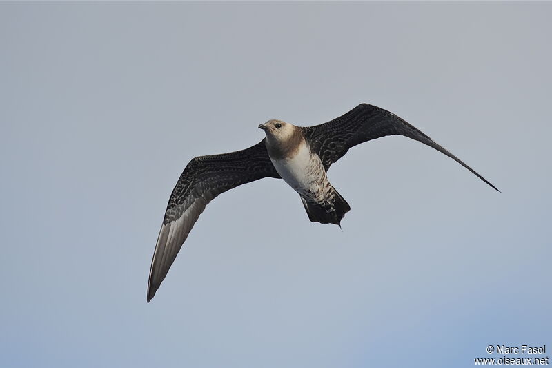Long-tailed JaegerSecond year, Flight