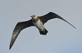 Long-tailed Jaeger