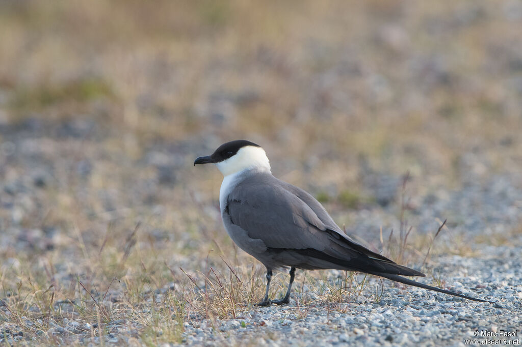 Long-tailed Jaegeradult breeding, identification