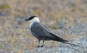 Long-tailed Jaeger