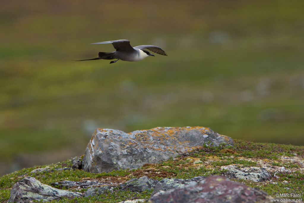 Long-tailed Jaegeradult breeding, Flight