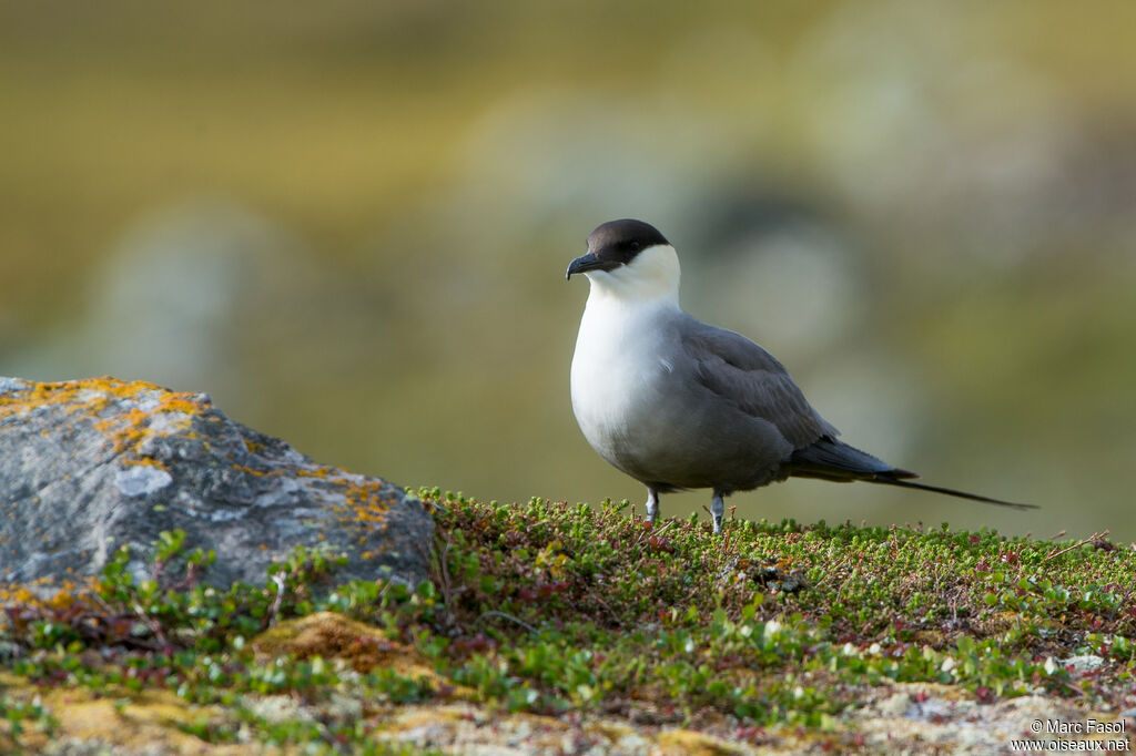 Long-tailed Jaegeradult breeding, identification