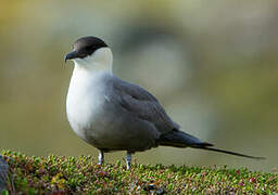 Long-tailed Jaeger