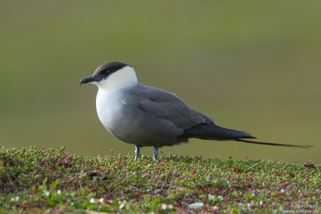 Long-tailed Jaegeradult breeding, identification