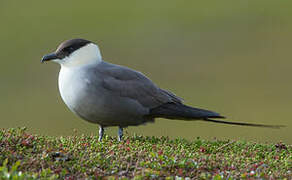 Long-tailed Jaeger