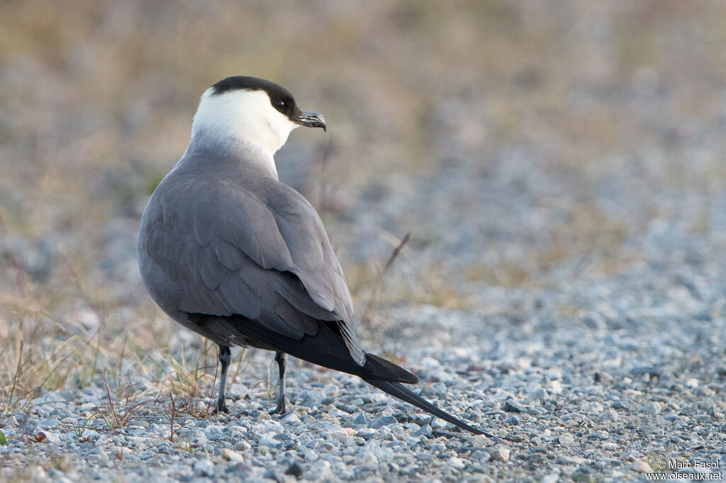 Long-tailed Jaegeradult breeding, identification