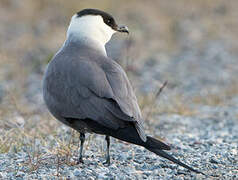 Long-tailed Jaeger