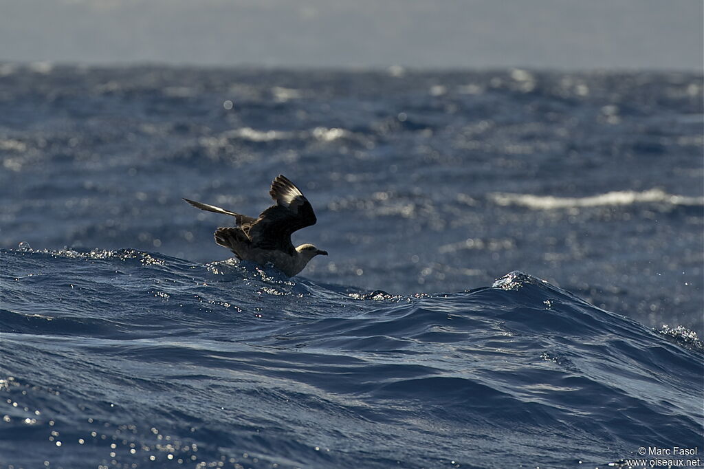 South Polar Skuaadult, identification