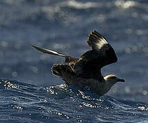 South Polar Skua