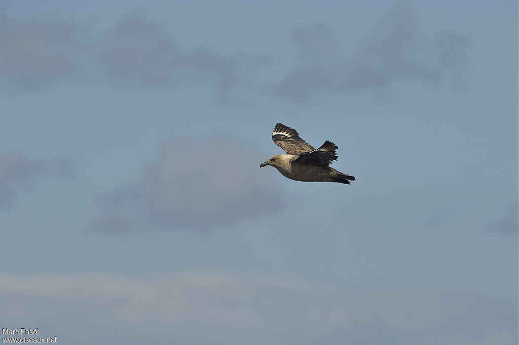 South Polar Skuaadult post breeding, Flight