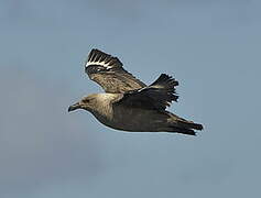 South Polar Skua