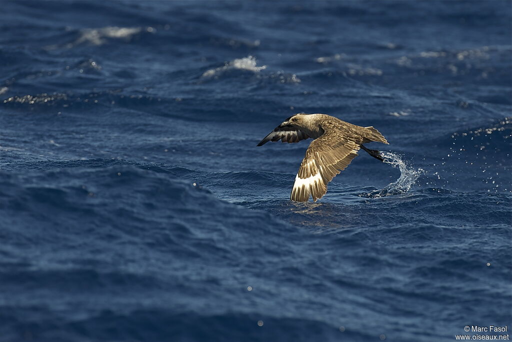 South Polar Skuaadult post breeding, Flight