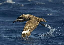 South Polar Skua