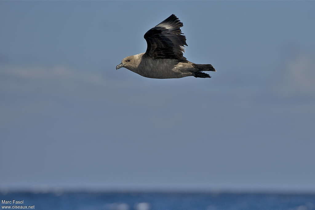 South Polar Skuaadult post breeding, Flight