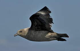 South Polar Skua