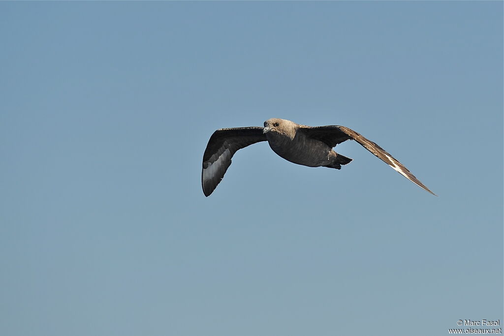 South Polar Skuaadult post breeding, Flight