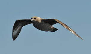 South Polar Skua