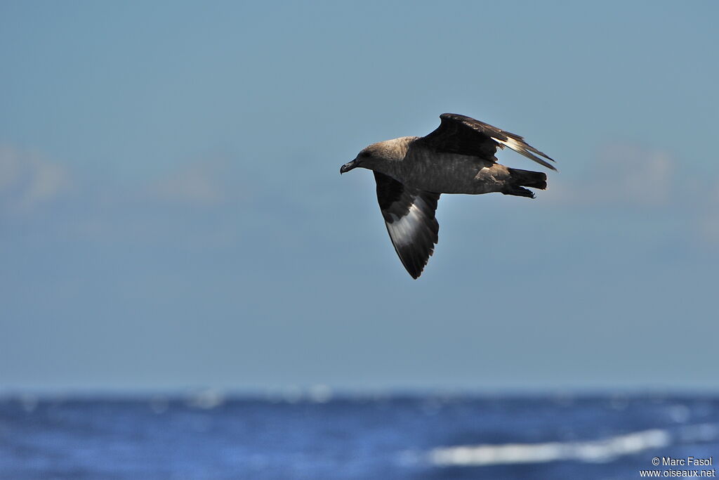 South Polar Skuaadult post breeding, Flight